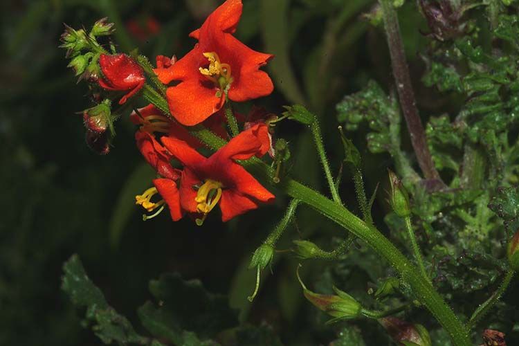 Alonsoa Linearis (Curasusto)