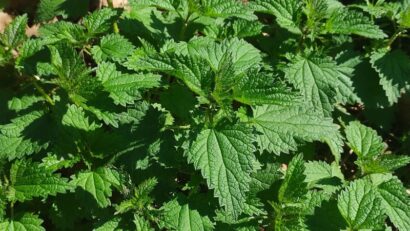 Urtica dioica