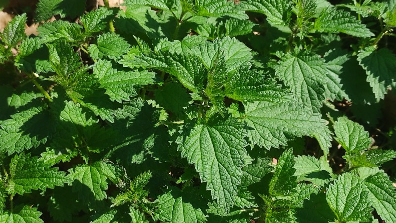 Urtica dioica